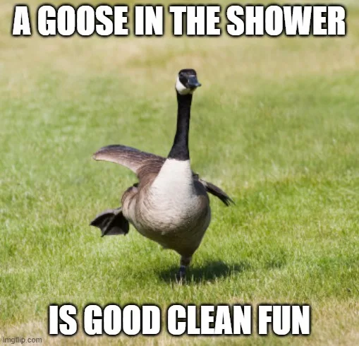 A canadian goose stands in a grassy field with one wing slightly raised, looking forward. White bold text at the top reads…