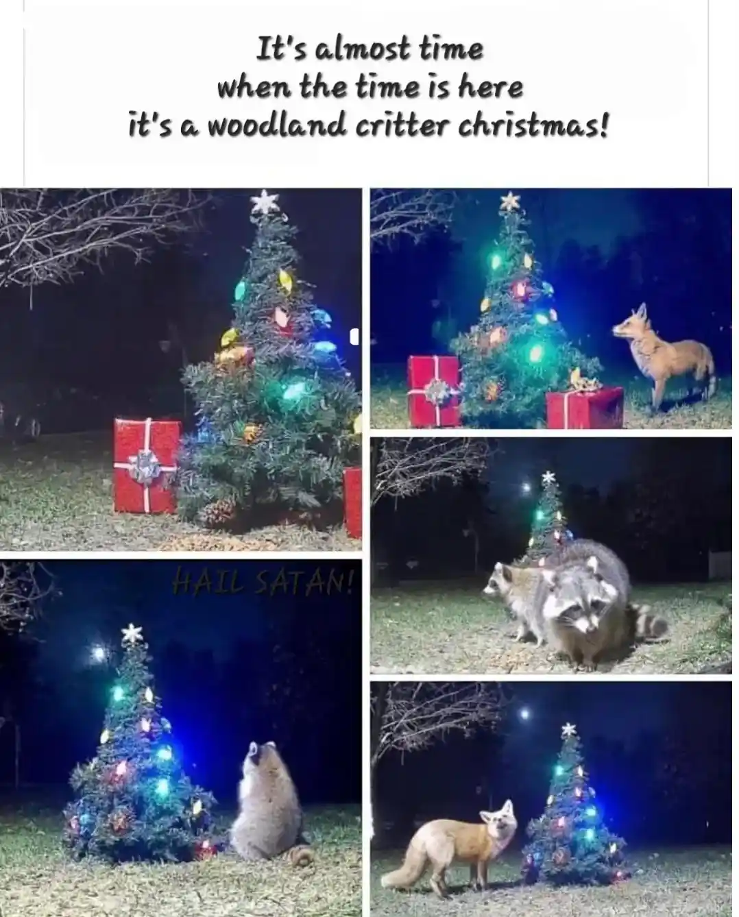 A five-panel image collage shows various woodland animals—first a fox, then two raccoons, then a raccoon, then a…