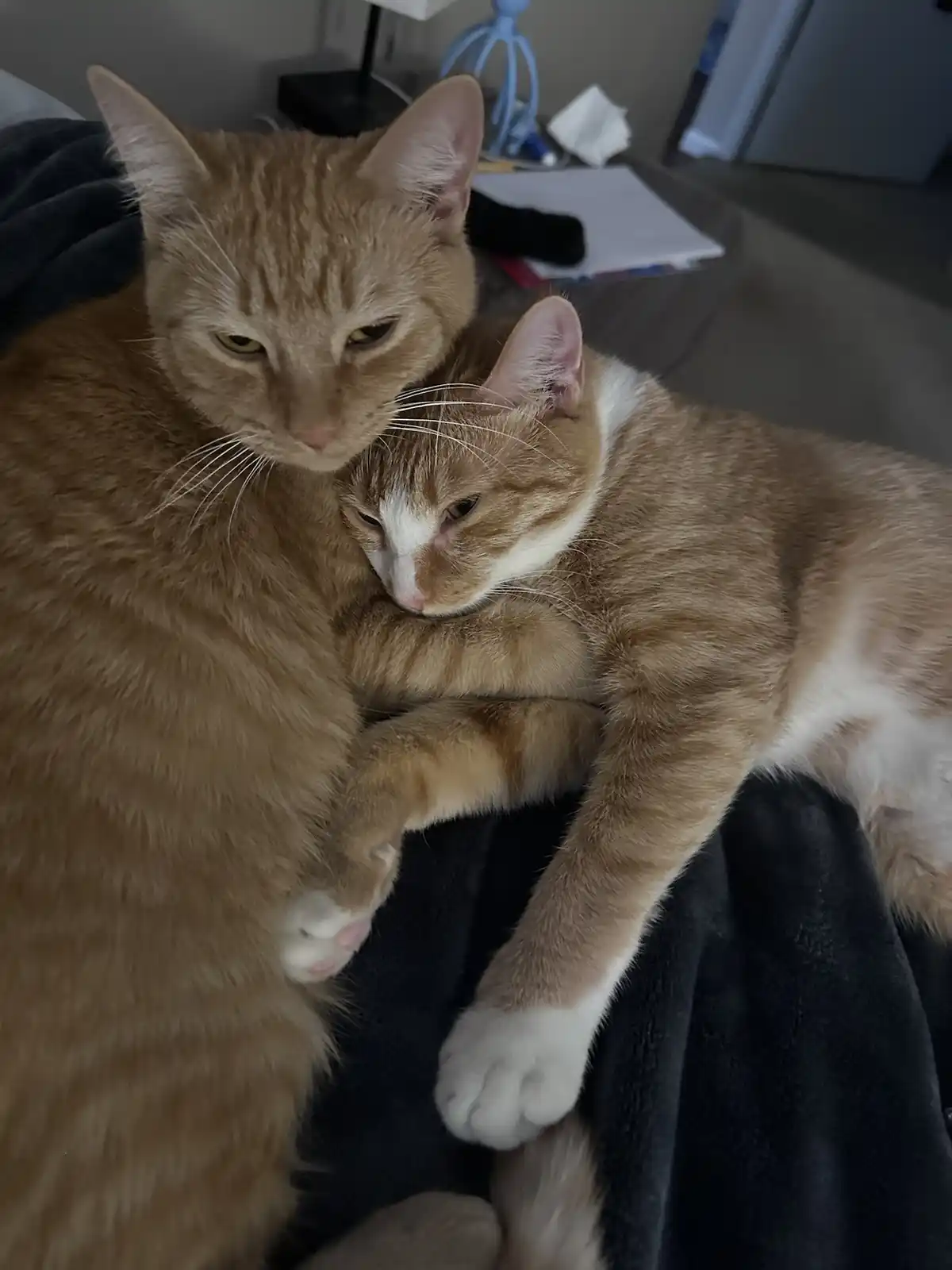 Two orange tabby cats are cuddling on a dark blanket; one cat is resting its head on the other's shoulder while looking…