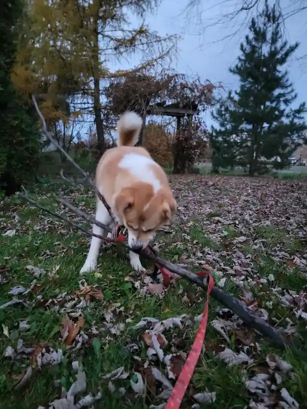 A tan and white dog is outdoors on a grassy area covered with fallen leaves, holding a large stick in its mouth. The dog's…