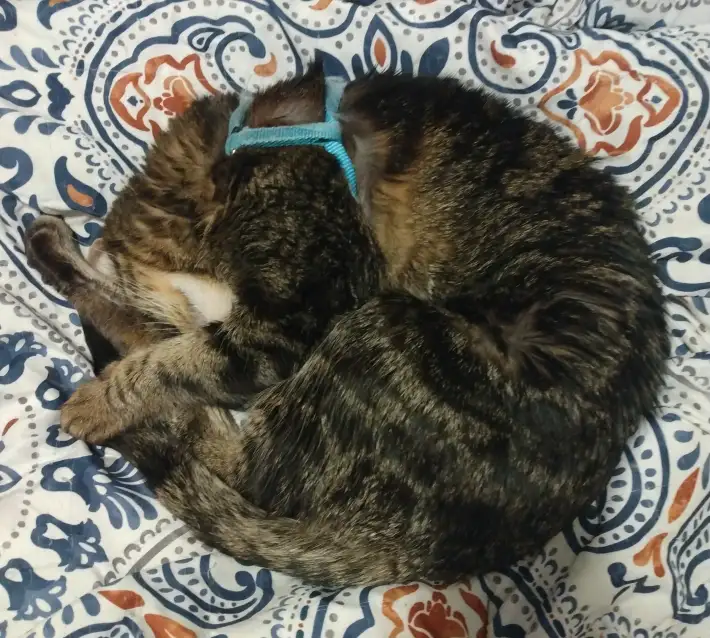 a tabby cat curled into a tight ball on a patterned bedspread, wearing a light blue harness, with text overlaid that reads…