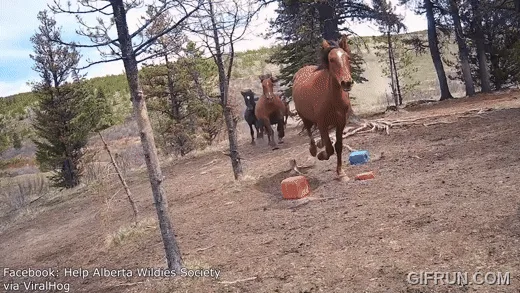 A sequence of images shows several horses running away from a bear in a wooded, dirt-covered area. The horses are seen…