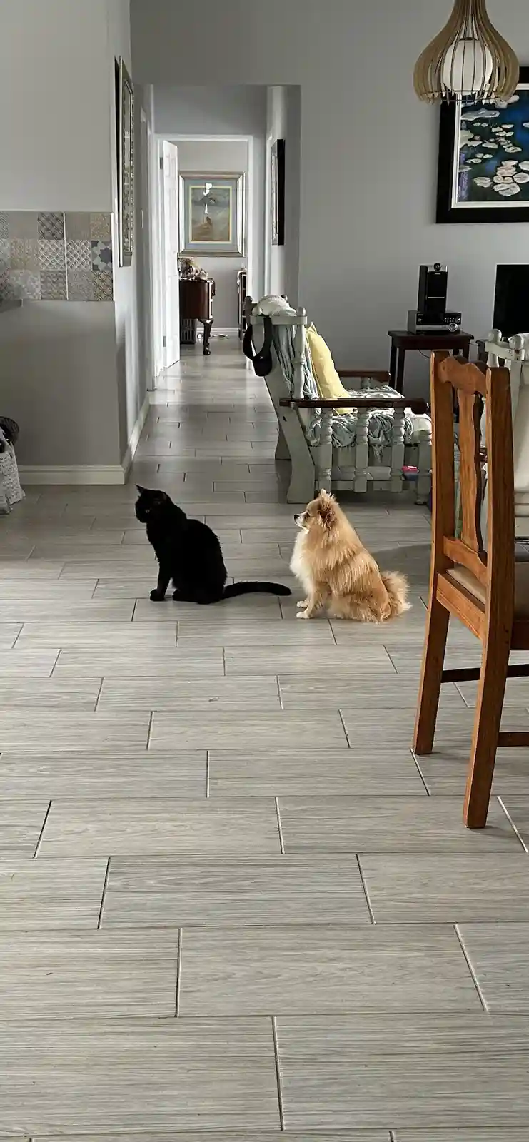 A black cat and a fluffy tan dog sit side-by-side on a light gray tiled floor in a home hallway, both looking toward the…