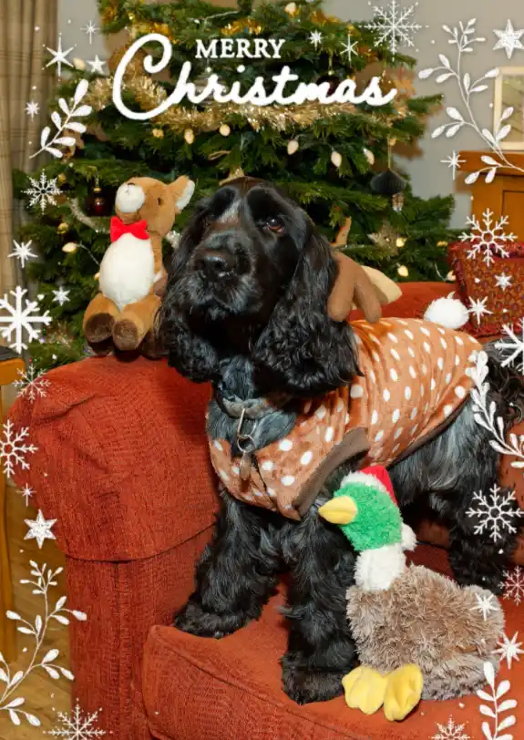 A black dog wearing a brown polka-dotted reindeer costume with antlers sits on a red couch in front of a decorated Christmas…