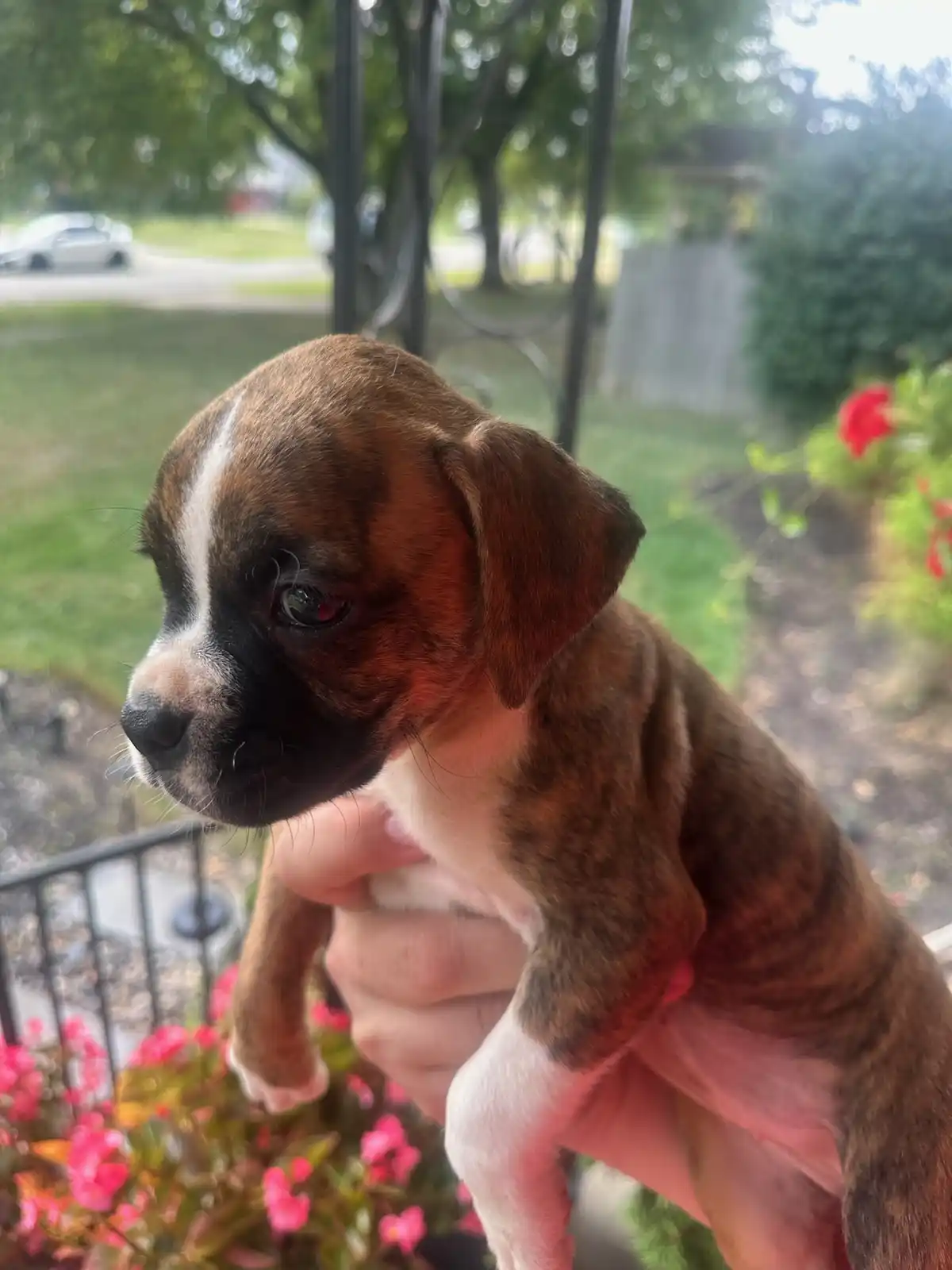 A small brown and white puppy with a black muzzle and a white stripe on its forehead is being held by a person's hand. The…
