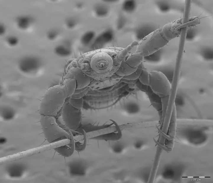 So nice to see you again, Lice!