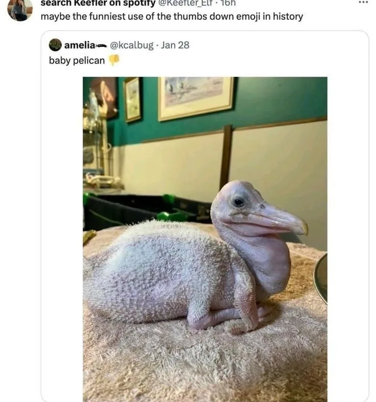 A close-up photo shows a very young, featherless baby pelican sitting on a textured towel. The bird has pale pinkish-grey…