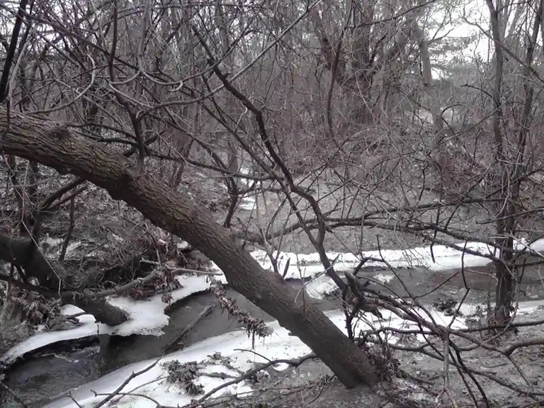 A large, bare tree trunk lies diagonally across a partially frozen stream in a snowy, leafless forest. The ground and stream…