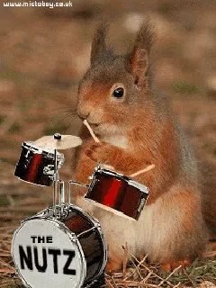 A red squirrel sits on grass next to a miniature drum set labeled 'THE NUTZ', holding drumsticks and appearing to play. The…