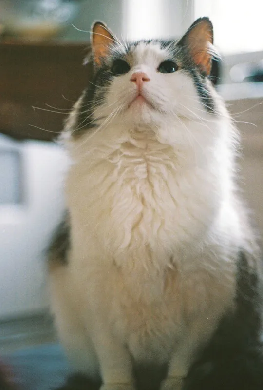 a fluffy white and gray cat with wide, innocent eyes looks upward with a slightly open mouth, conveying a look of profound…