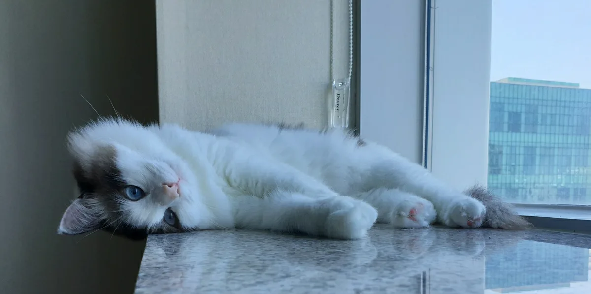 A fluffy white and gray cat with blue eyes lies stretched out on a reflective countertop near a window, looking upward with…