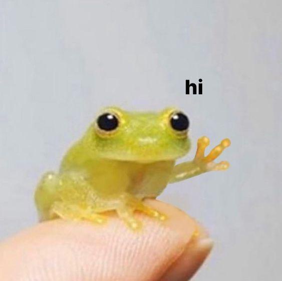 A tiny, translucent green frog with large black eyes sits on a human fingertip, waving one of its front limbs. The word 'hi'…