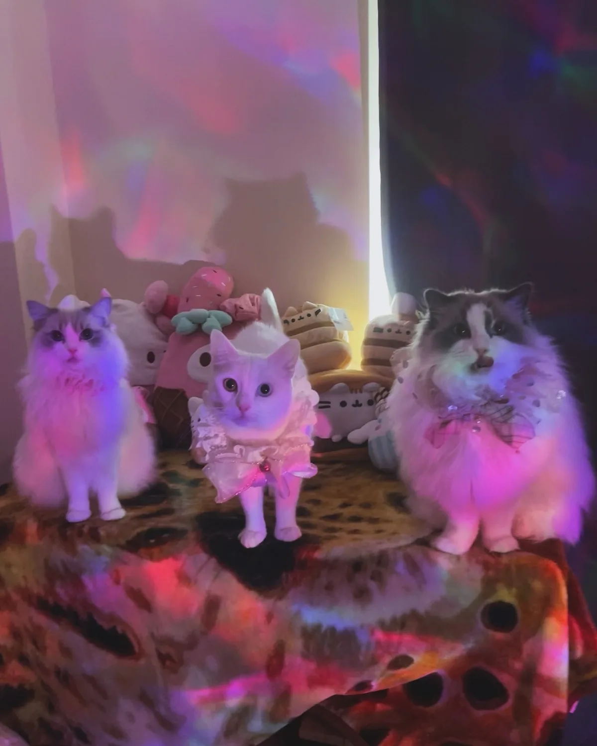Three fluffy cats sit on a leopard-print surface under colorful disco lights, with plush toys behind them. The middle cat…