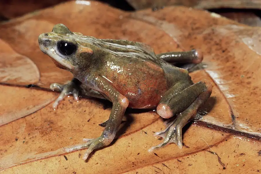 A small, moist frog with greenish-brown skin and a reddish-orange belly sits on a large, brown, decaying leaf. The frog has…