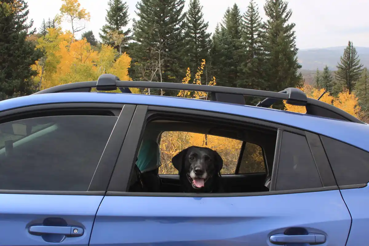 A black Labrador dog with a happy expression sticks its head out the open window of a blue SUV, tongue out, against a…
