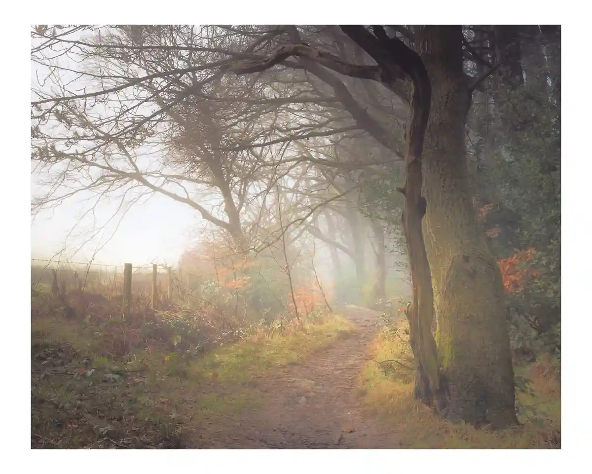 A misty, atmospheric forest path winds through bare trees and autumn foliage, with sunlight filtering through the fog…