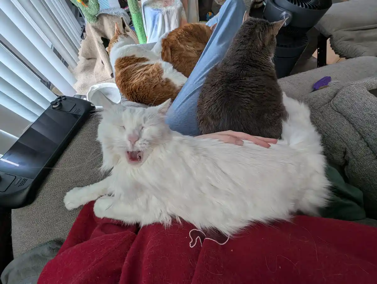 A fluffy white cat is yawning widely while lying on a person's lap, with a hand petting its back. Behind it, three other…