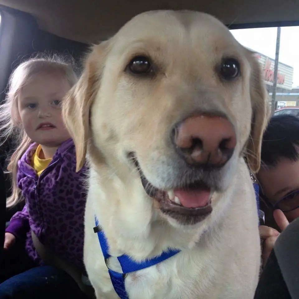 The Joy of Dogs: A Celebration