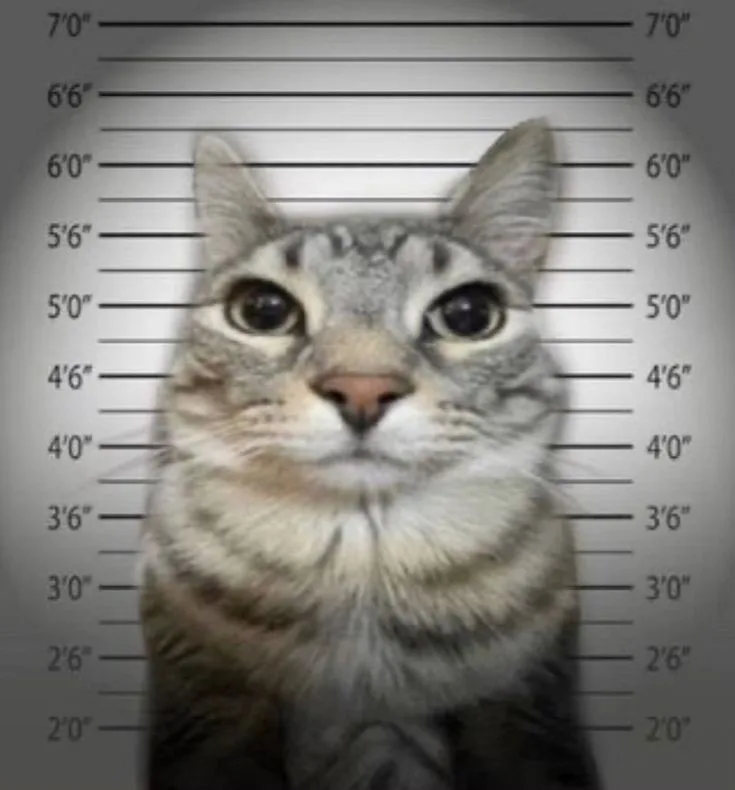 Cute Cat Moments That Melt Your Heart