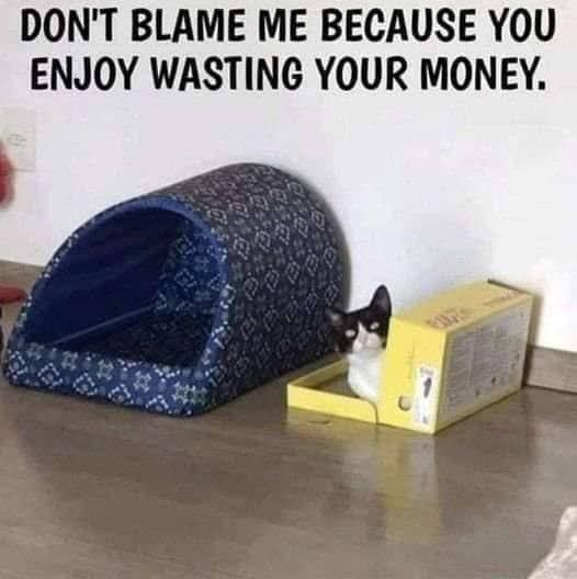 A black-and-white cat peeks out from a yellow cardboard box on a wooden floor, next to a blue patterned cat bed. The text…