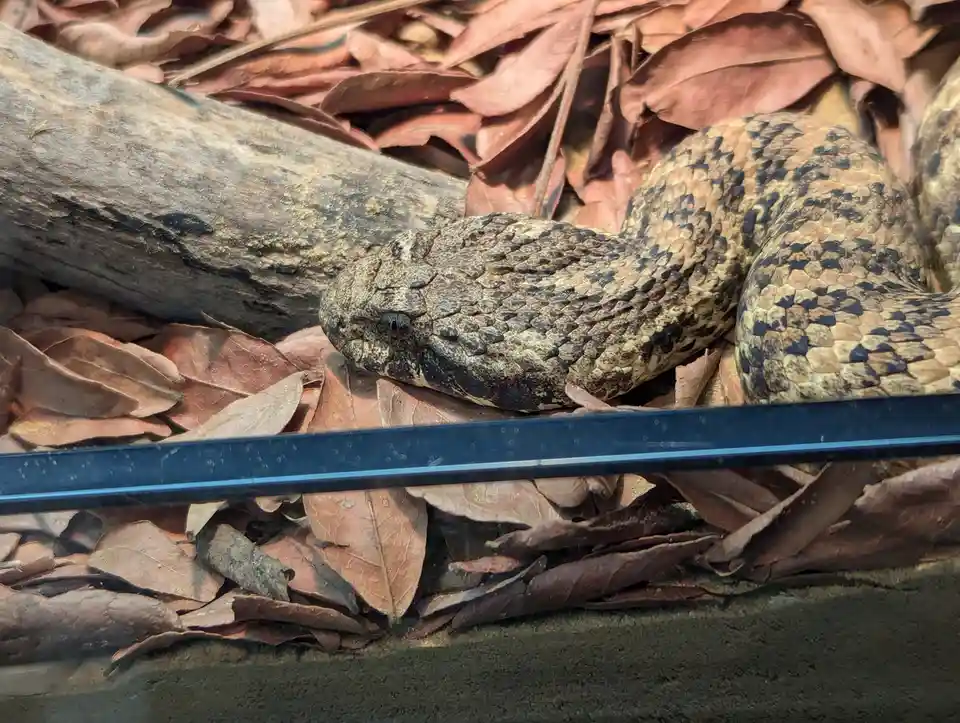 Adventures at the Zoo: A Day of Fun!