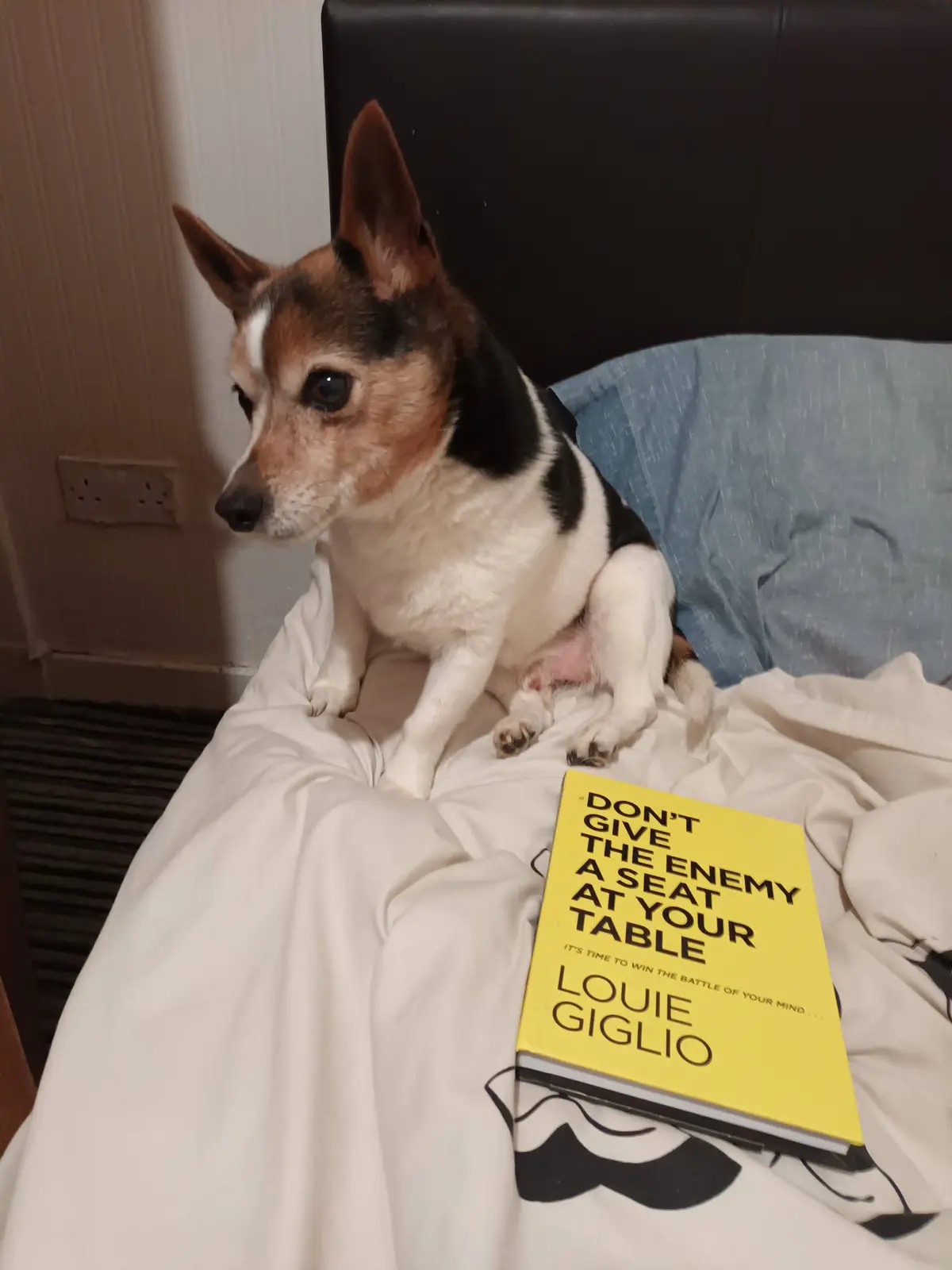 A small tricolor dog with alert ears sits on a bed next to a yellow book titled 'DON'T GIVE THE ENEMY A SEAT AT YOUR TABLE'…