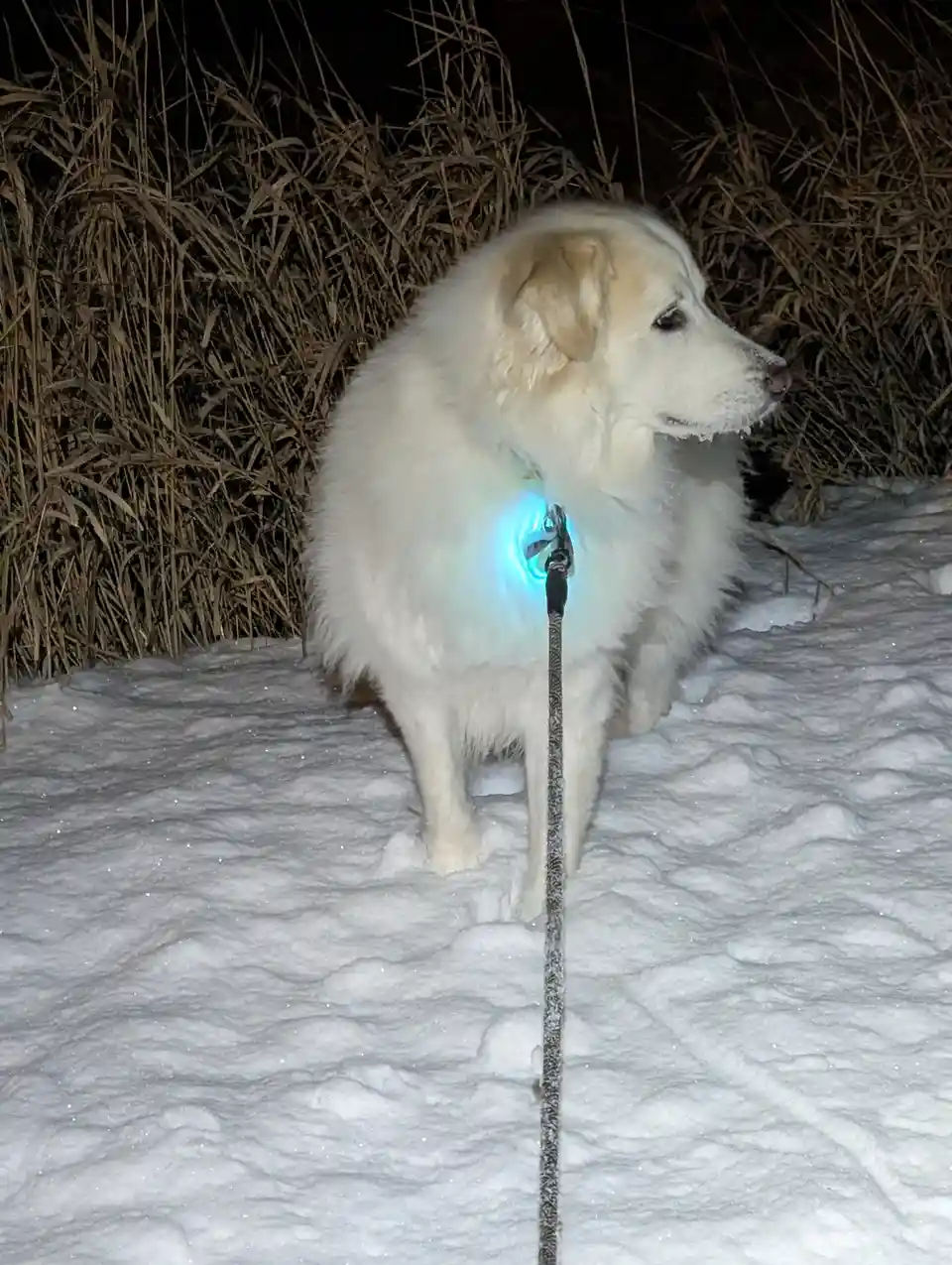 A fluffy white dog sits in snow at night, wearing a glowing blue collar light, with frost on its nose and a leash extending…