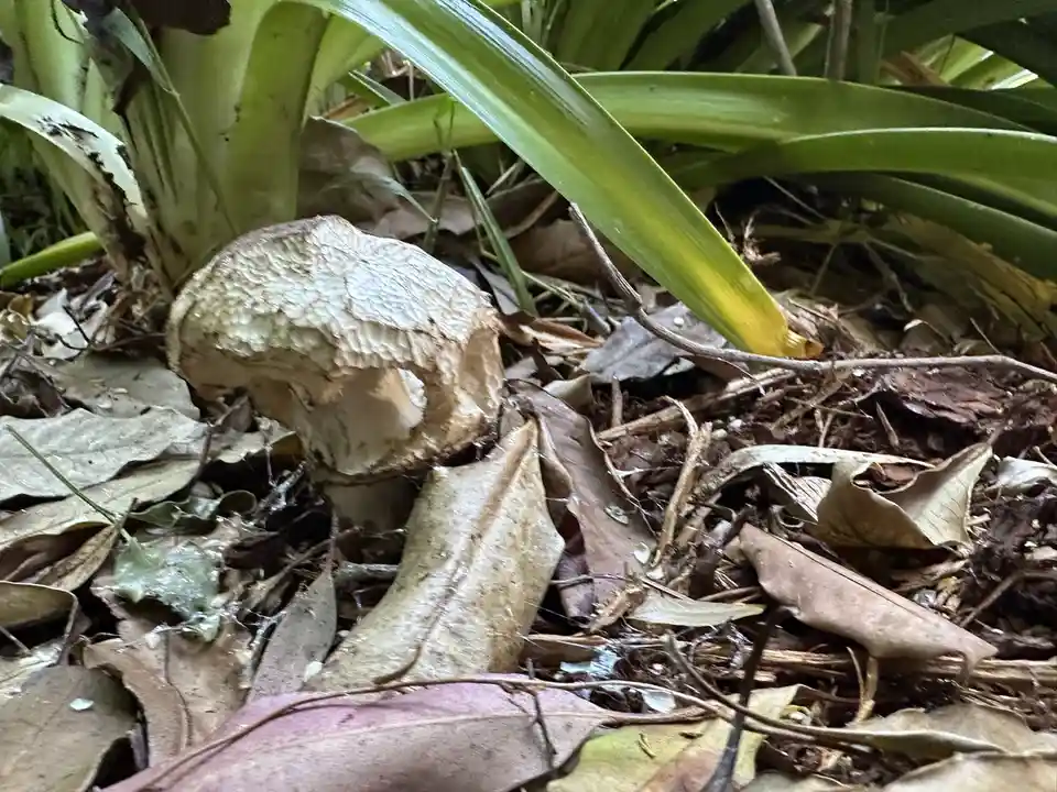 A close-up photo shows a light-colored mushroom with a cracked, skull-like cap growing among brown fallen leaves and green…