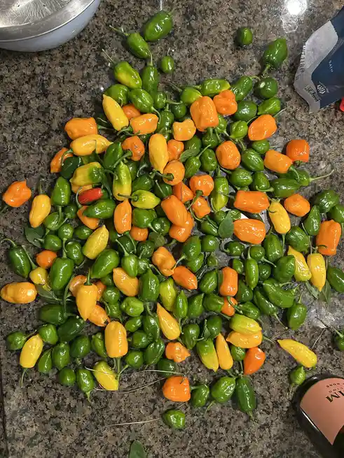 A top-down photo shows a large pile of small, glossy habanero peppers in various stages of ripeness—green, yellow, and…