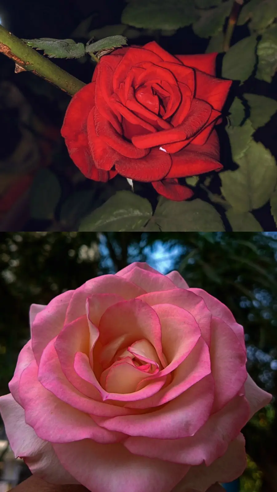 The image displays two roses: the top one is a dark red rose with black outlines, and the bottom one is a soft pink rose…