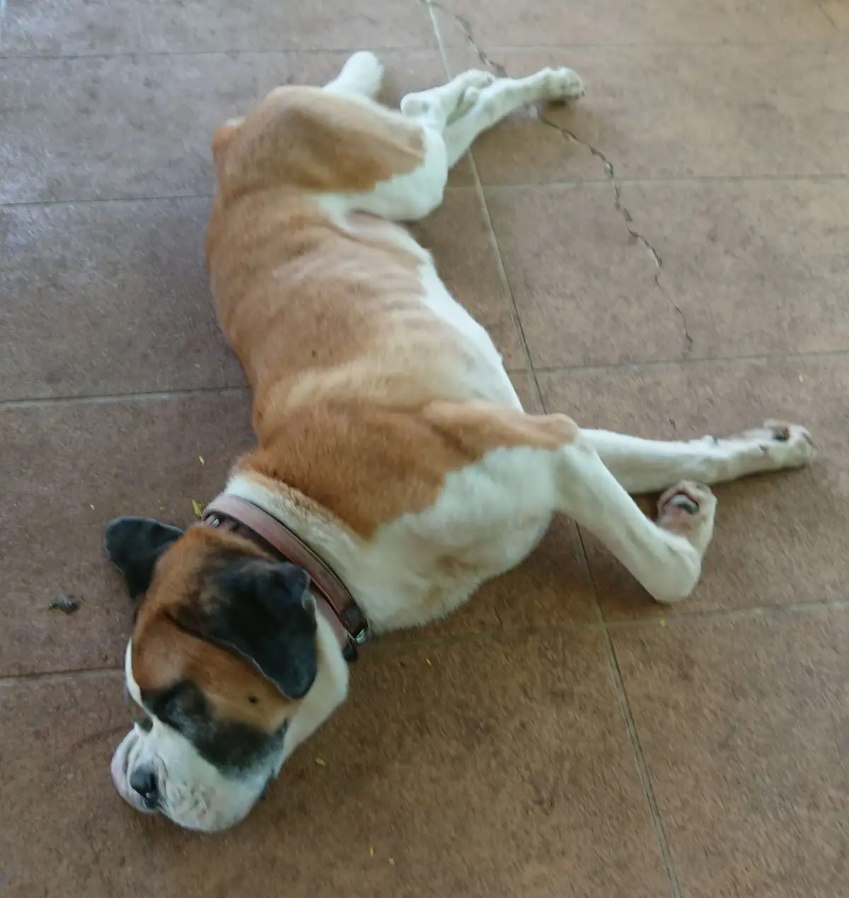 A brown and white boxer dog is lying on its back on a tiled floor, legs splayed out, appearing very relaxed or asleep. The…