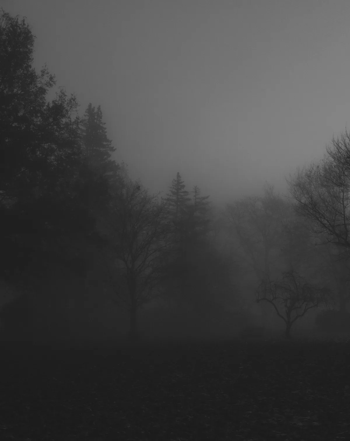 A grayscale photo of a foggy forest with silhouetted trees, creating a spooky, eerie atmosphere. Overlaid text reads 'i'm…