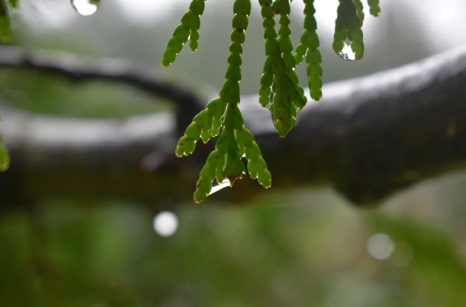 A close-up photograph of green, scale-like leaves hanging from a tree branch, with water droplets visible on the foliage and…