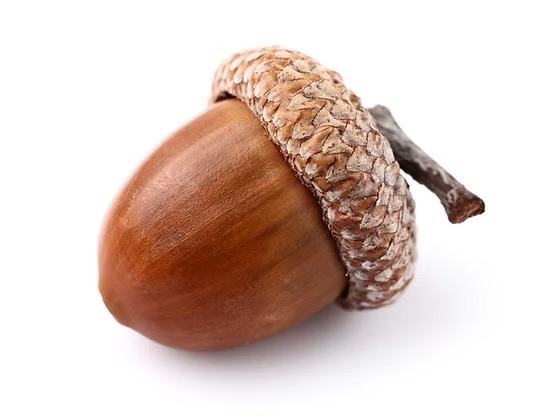 Stand Tall, Stay Alert, Embrace Your Inner Acorn!