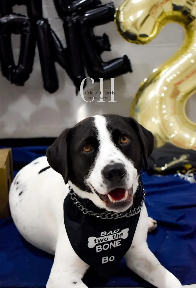 A black and white dog with a happy expression wears a black bandana that reads 'BAD two the BONE Bo' while sitting on a blue…