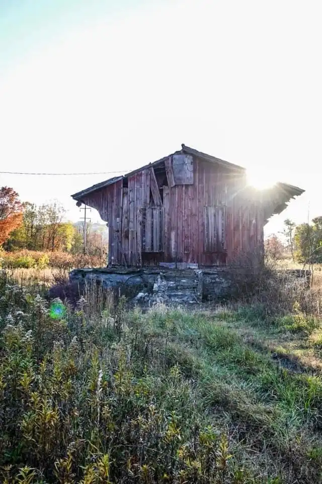 A dilapidated, weathered red wooden shed stands in a field of tall grass and weeds, with the sun shining brightly behind it…