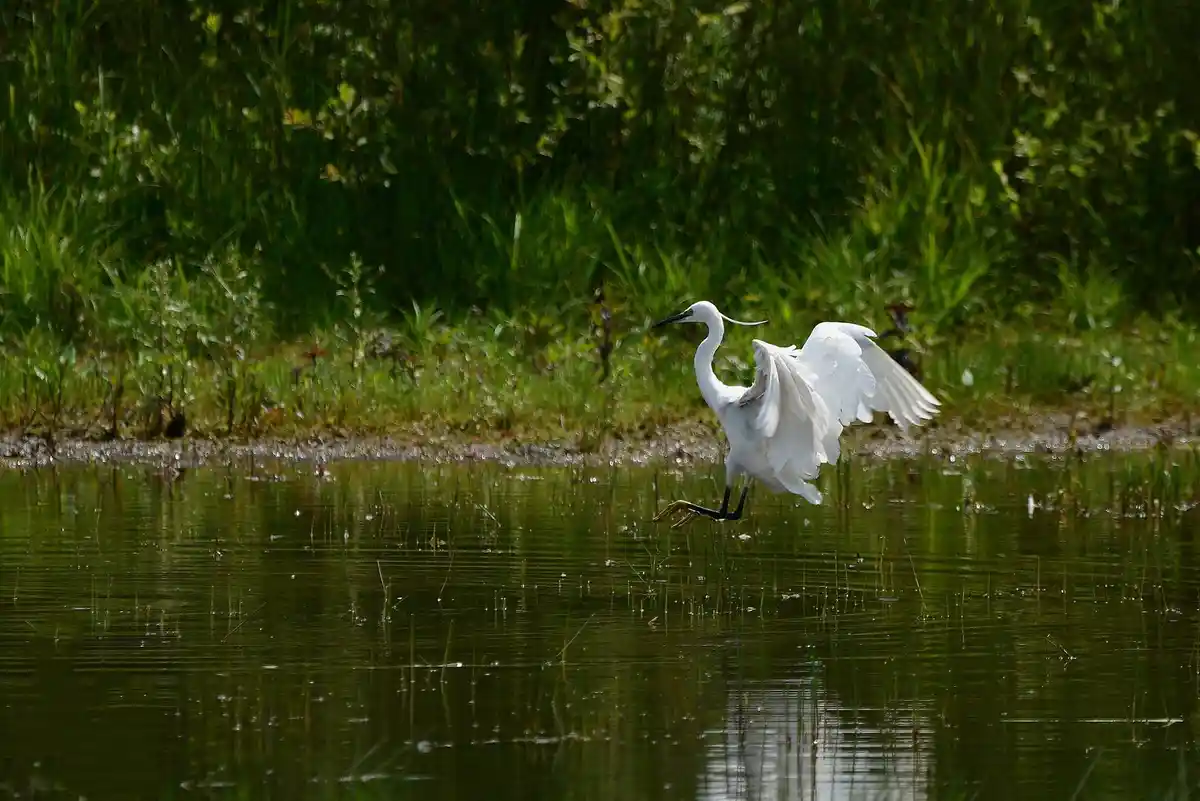 A white egret stands in shallow water with one leg lifted and wings partially spread, appearing to be in motion or preparing…