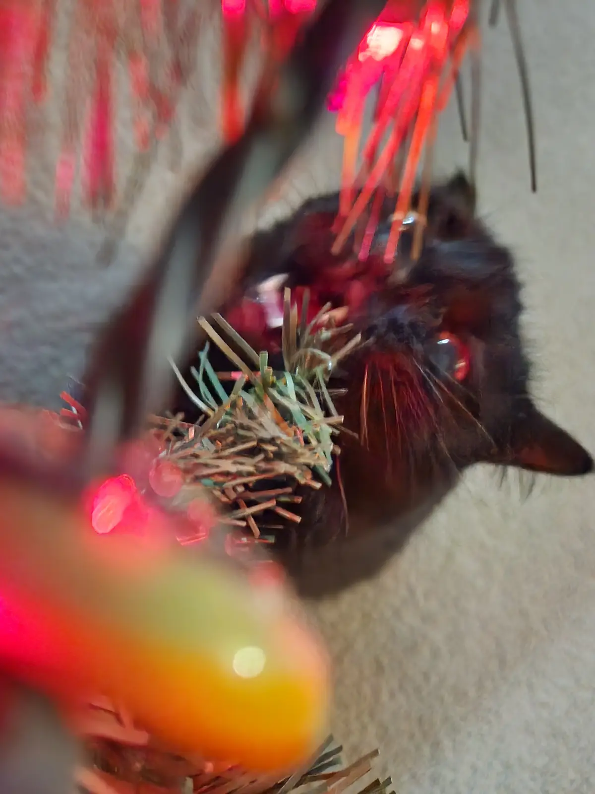 A black cat is lying on its back on a carpeted floor, with a tangle of red Christmas lights and green and brown tinsel…
