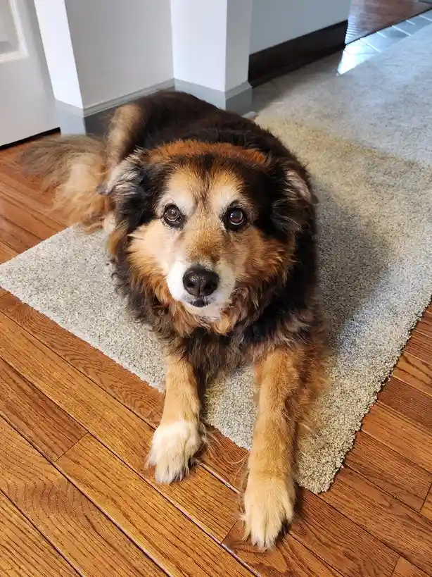 A fluffy brown and black dog with a white muzzle lies on a beige rug on hardwood floors, looking directly at the camera with…