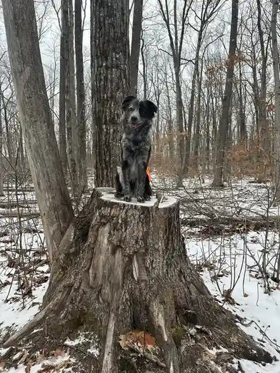 A black and grey dog with an orange vest sits upright on a large, snow-dusted tree stump in a snowy forest with bare trees…