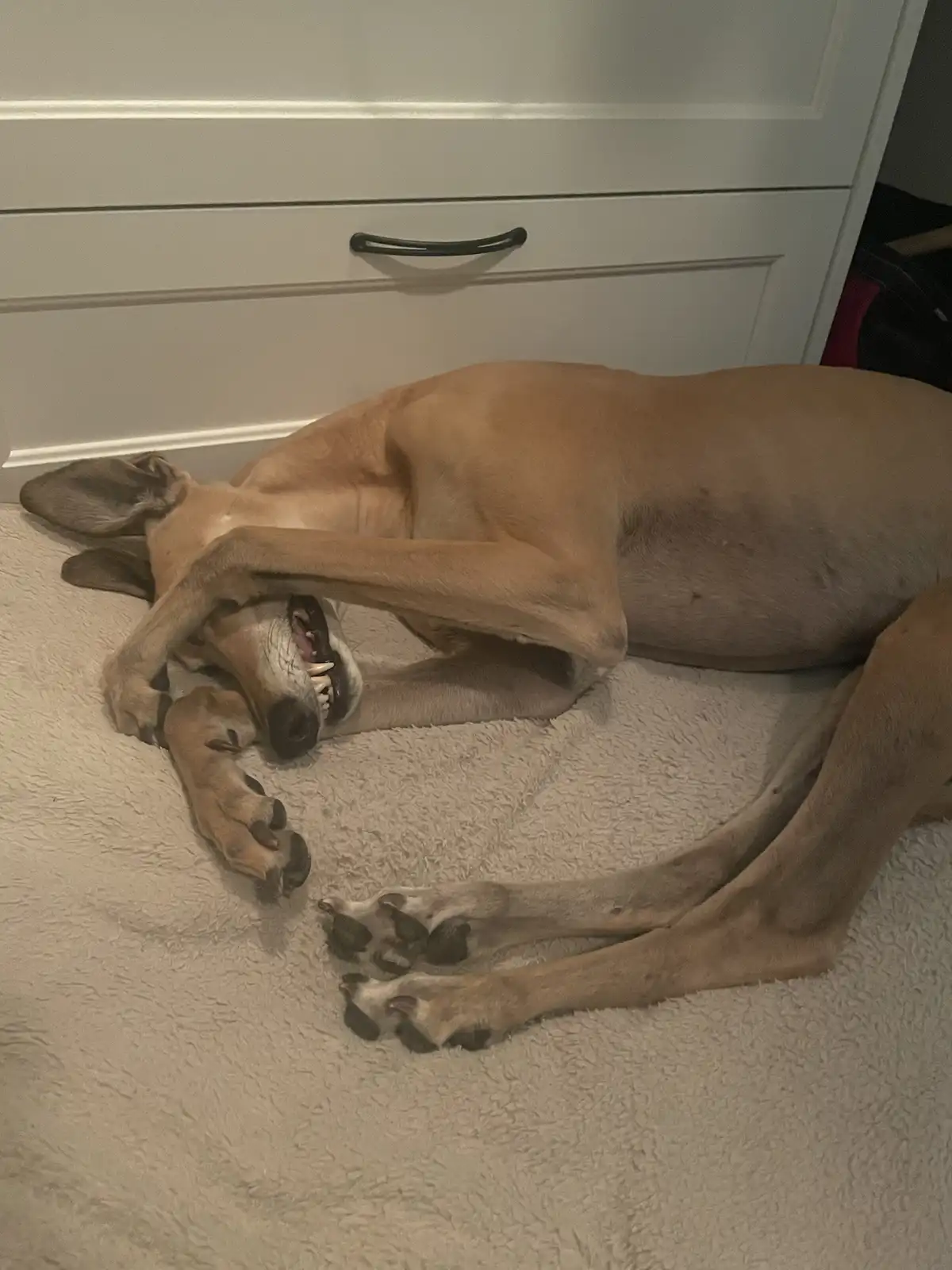 A tan-colored dog, likely a Great Dane, is lying on its side on a light-colored carpet, with one front paw covering its face…