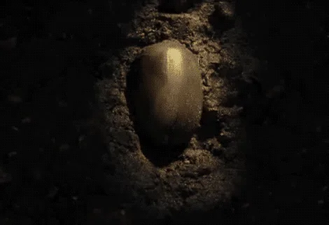 What Exactly Is an Acorn?