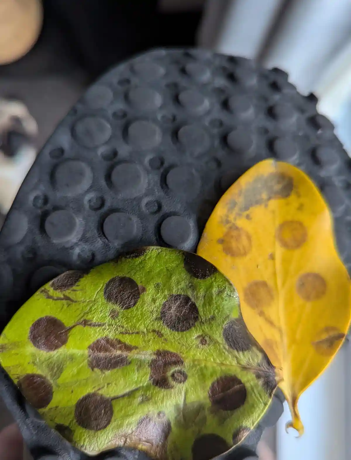A close-up photo shows two spotted leaves, one green and one yellow, resting on the textured rubber sole of a black shoe…