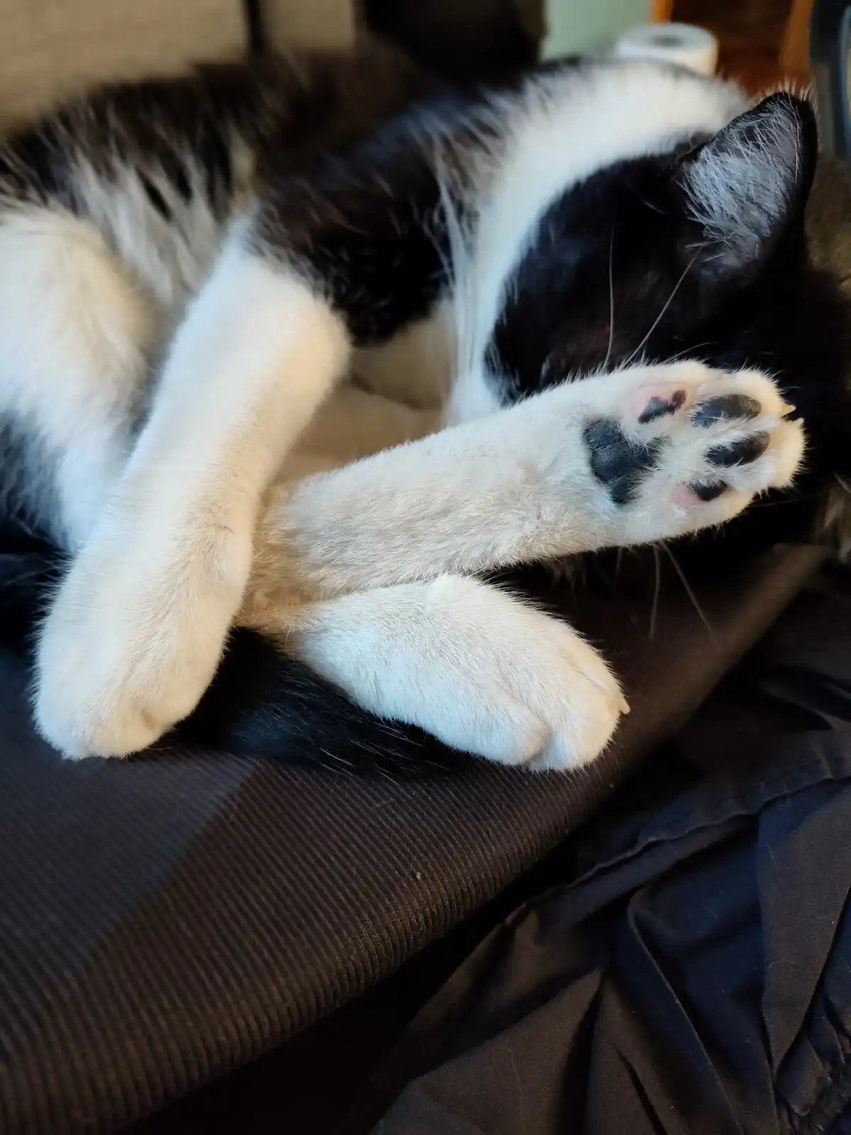 A black and white cat is curled up sleeping on a dark fabric surface, with one paw stretched out and covering its face. The…