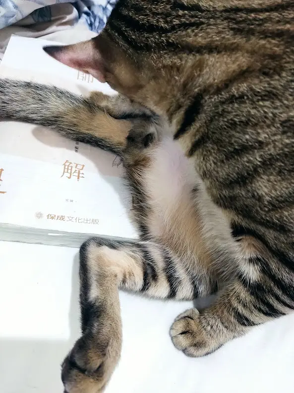 A tabby cat is lying on its back on a white book with visible Chinese characters, exposing its belly and paws. The overlaid…