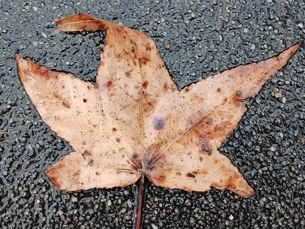 A close-up photo shows a brown, weathered maple leaf resting on wet, dark asphalt. The leaf has visible veins, small holes…