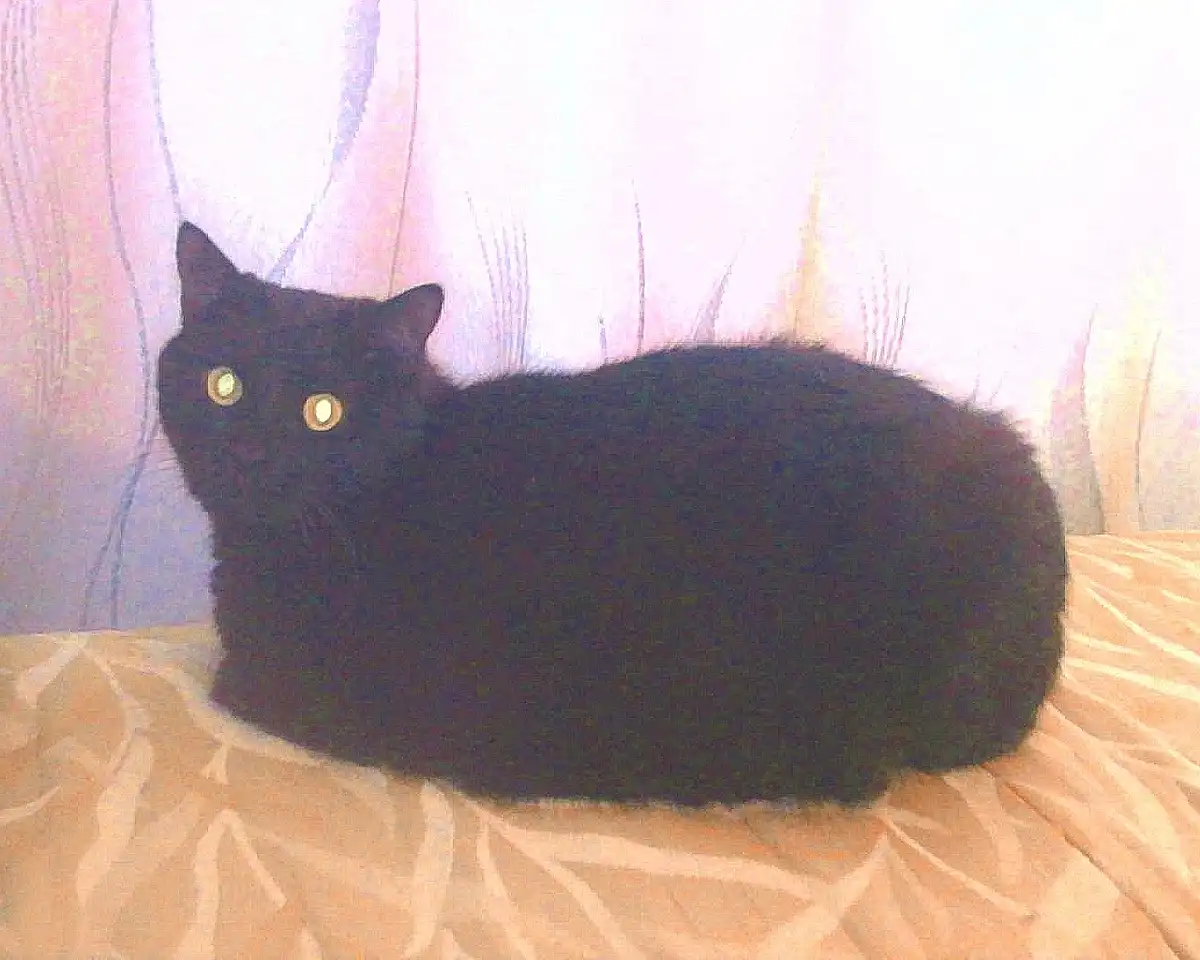 A black cat with glowing yellow eyes is lying curled up on a patterned bedspread, staring directly at the camera. The image…