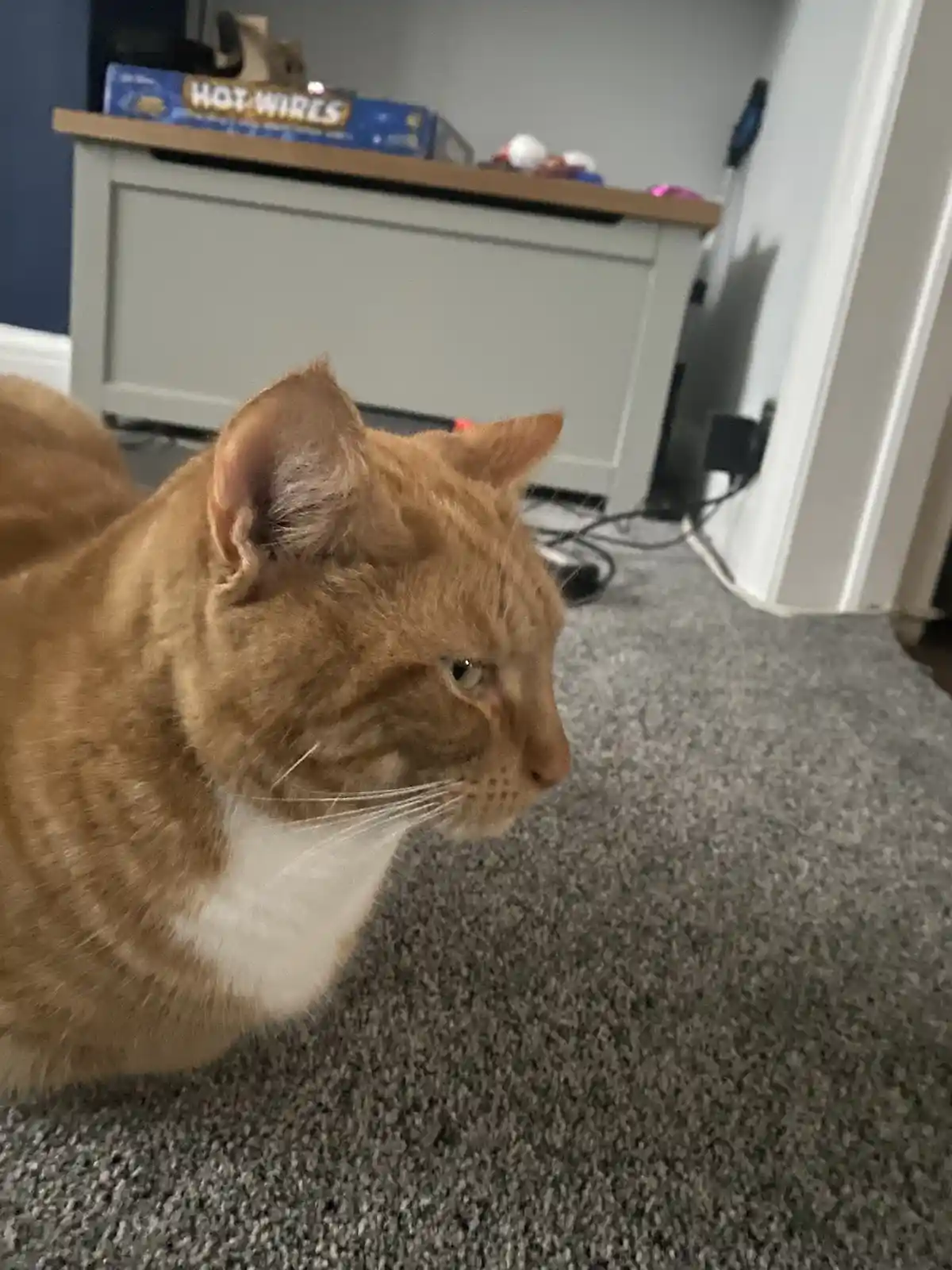 An orange tabby cat with a white chest sits on a gray carpet, looking off to the side with a bored or unimpressed…