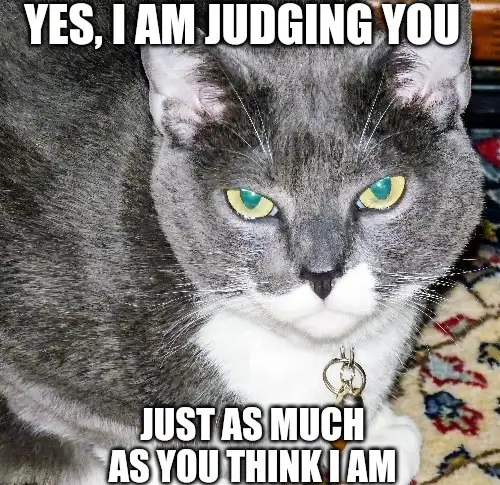 A close-up photo of a gray cat with striking green eyes and a white chest, wearing a collar, staring intently at the camera…