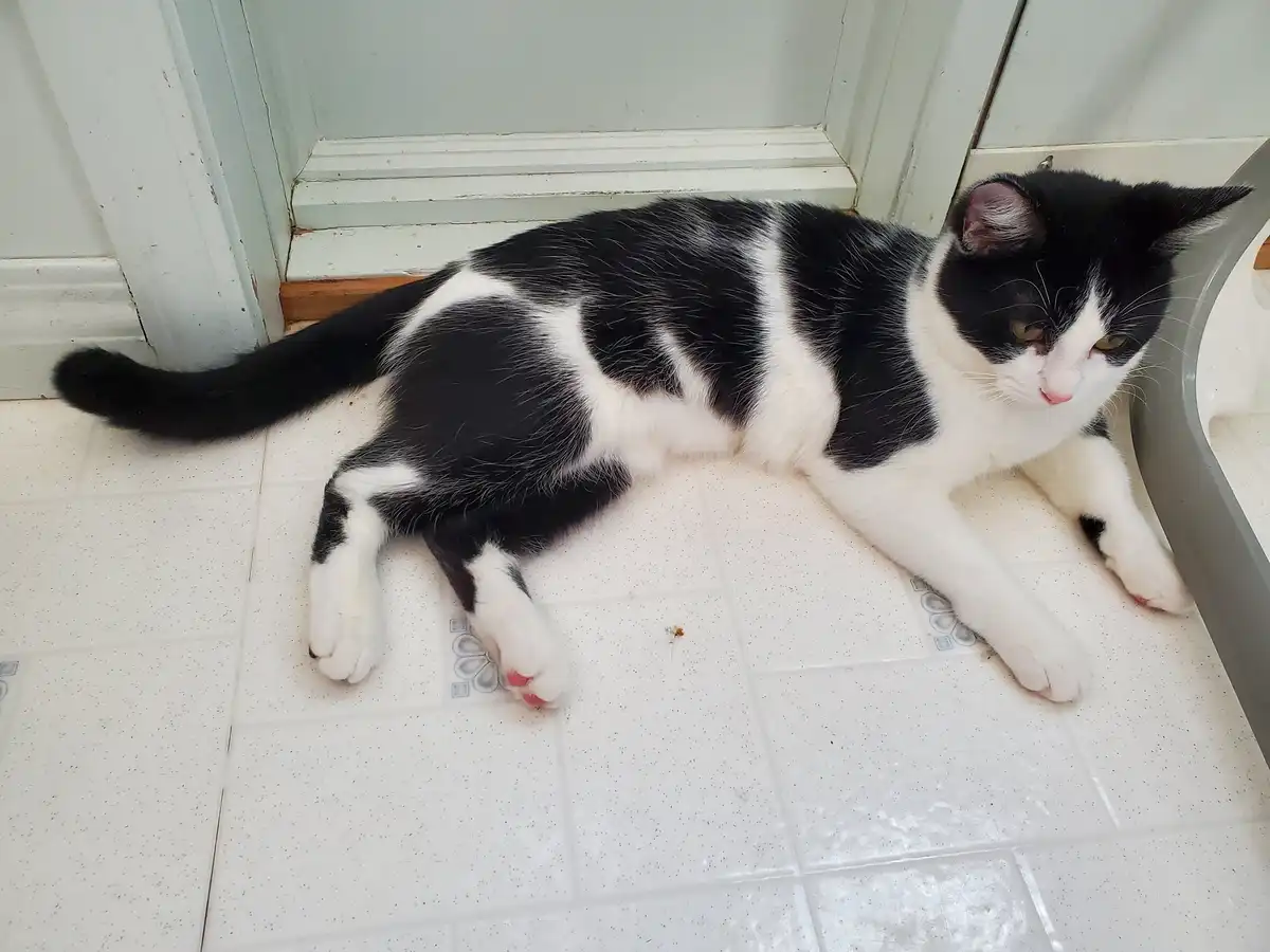 A black and white cat lies sprawled on a white tiled floor near a door, looking tired and uninterested. The cat's eyes are…